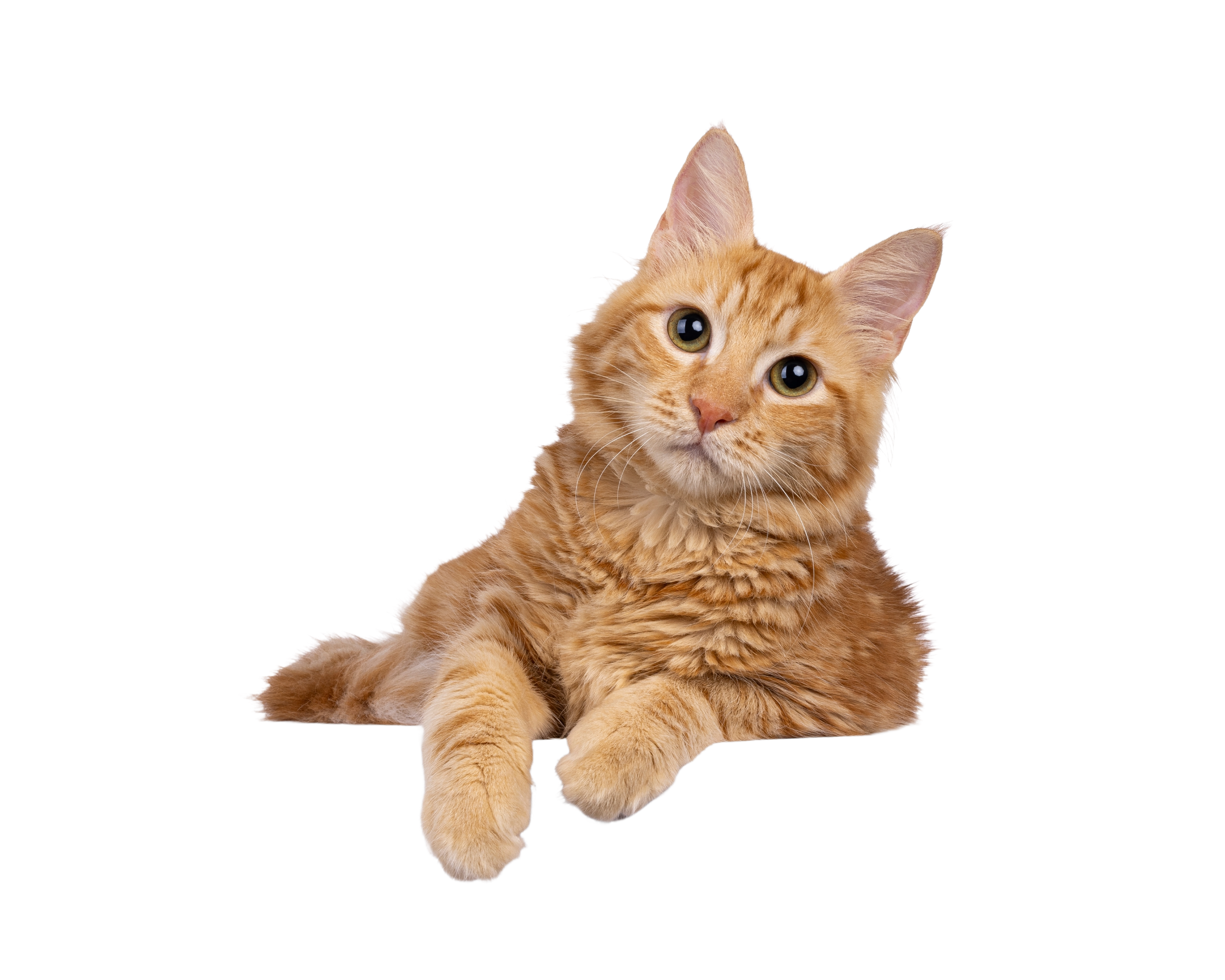 A cat lying down with safety