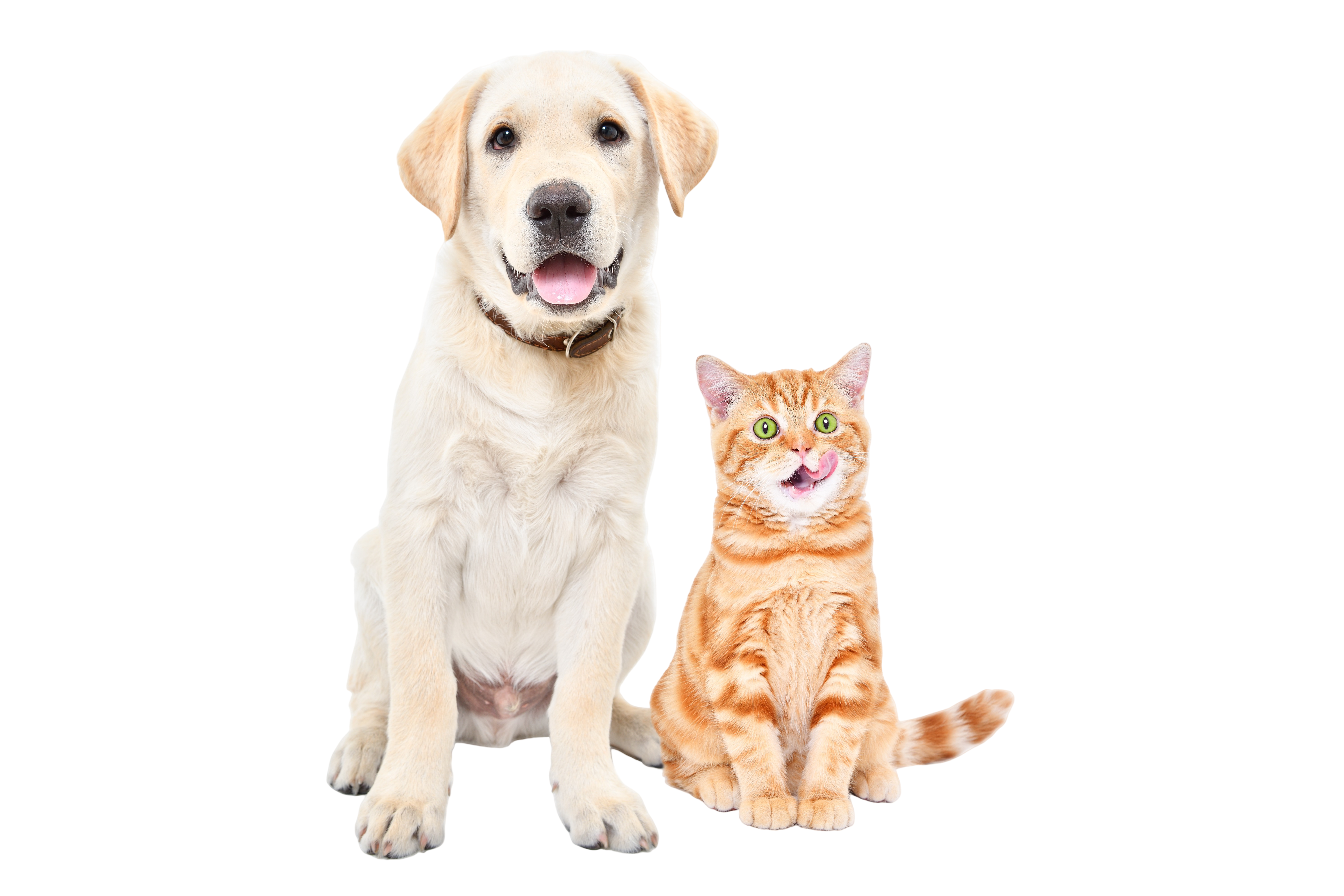 Safe Pet Collaboration 1